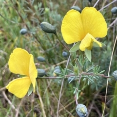 Gompholobium huegelii at Kowen, ACT - 15 Nov 2022