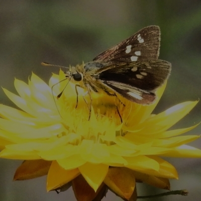 Trapezites luteus (Yellow Ochre, Rare White-spot Skipper) at Kambah, ACT - 12 Nov 2022 by JohnBundock