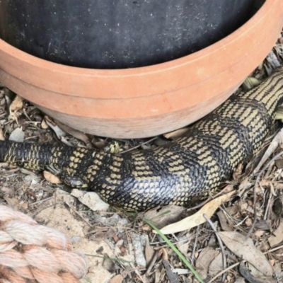 Tiliqua scincoides scincoides (Eastern Blue-tongue) at GG182 - 11 Nov 2022 by KMcCue