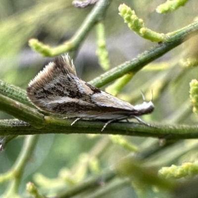 Thema macroscia (A concealer moth) at Ainslie, ACT - 15 Nov 2022 by Pirom