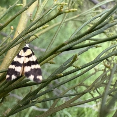 Thallarcha partita (Dark-banded Footman) at Ainslie, ACT - 15 Nov 2022 by Pirom