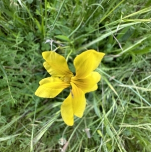 Goodenia pinnatifida at Ainslie, ACT - 15 Nov 2022