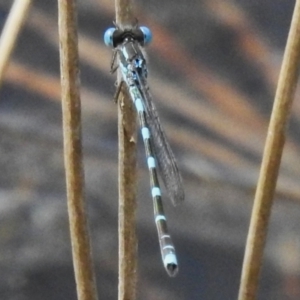 Austrolestes leda at Fisher, ACT - 12 Nov 2022