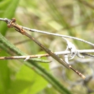 Austrolestes leda at Fisher, ACT - 12 Nov 2022