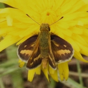 Taractrocera papyria at Stromlo, ACT - 15 Nov 2022