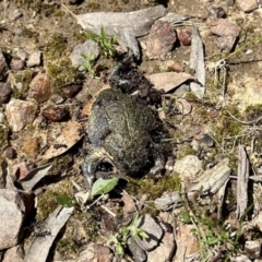 Limnodynastes dumerilii (Eastern Banjo Frog) at Percival Hill - 9 Nov 2022 by KMcCue