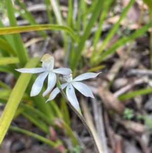 Caladenia moschata at Glen Allen, NSW - 14 Nov 2022