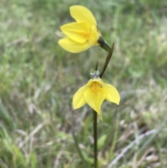 Diuris monticola (Highland Golden Moths) at South East Forest National Park - 13 Nov 2022 by JVR