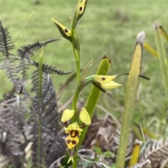 Diuris sulphurea (Tiger Orchid) at Tantawangalo, NSW - 14 Nov 2022 by JVR