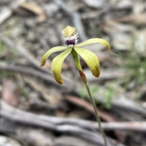 Caladenia hildae at Glen Allen, NSW - 14 Nov 2022