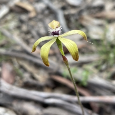 Caladenia hildae (Golden Caps) at Nunnock Swamp - 14 Nov 2022 by JVR