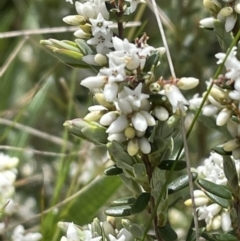 Acrothamnus hookeri (Mountain Beard Heath) at Tantawangalo, NSW - 15 Nov 2022 by JVR