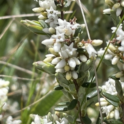 Acrothamnus hookeri (Mountain Beard Heath) at Nunnock Grassland Walking Track - 15 Nov 2022 by JVR