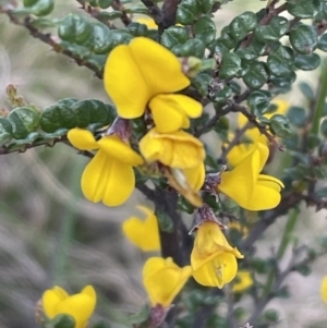 Bossiaea foliosa at Glen Allen, NSW - 14 Nov 2022 04:47 PM