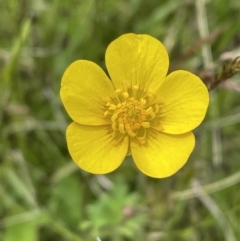 Ranunculus sp. (Buttercup) at Tantawangalo, NSW - 13 Nov 2022 by JVR