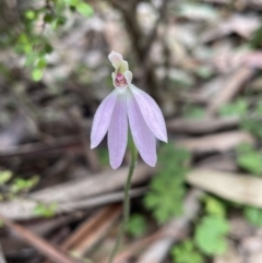 Caladenia carnea (Pink Fingers) at Tantawangalo, NSW - 13 Nov 2022 by JVR