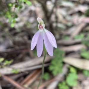 Caladenia carnea at Tantawangalo, NSW - 13 Nov 2022