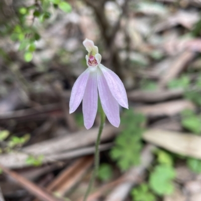 Caladenia carnea (Pink Fingers) at South East Forest National Park - 13 Nov 2022 by JVR