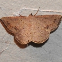 Taxeotis intextata (Looper Moth, Grey Taxeotis) at Wanniassa, ACT - 14 Nov 2022 by JohnBundock