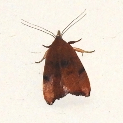 Tortricopsis uncinella (A concealer moth) at Wanniassa, ACT - 11 Nov 2022 by JohnBundock