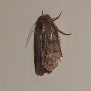 Noctuidae (family) at Wanniassa, ACT - 13 Nov 2022