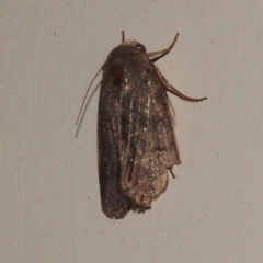 Noctuidae (family) (A cutworm or owlet moth) at Wanniassa, ACT - 13 Nov 2022 by JohnBundock