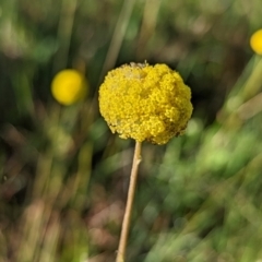 Craspedia variabilis (Common Billy Buttons) at Mount Majura - 9 Nov 2022 by sbittinger