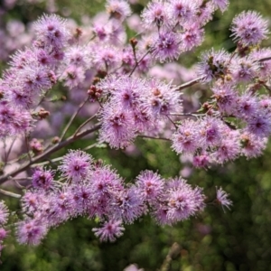 Kunzea parvifolia at Watson, ACT - 10 Nov 2022