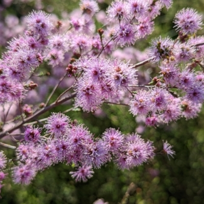 Kunzea parvifolia (Violet Kunzea) at Mount Majura - 9 Nov 2022 by sbittinger