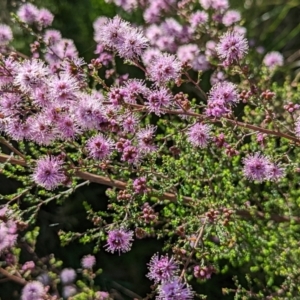 Kunzea parvifolia at Watson, ACT - 10 Nov 2022