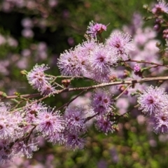 Kunzea parvifolia at Watson, ACT - 10 Nov 2022