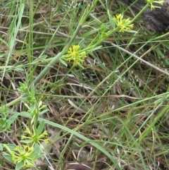 Pimelea curviflora var. sericea (Curved Riceflower) at Weetangera, ACT - 15 Nov 2022 by sangio7