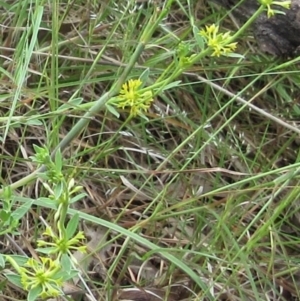 Pimelea curviflora var. sericea at Weetangera, ACT - 15 Nov 2022