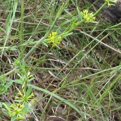 Pimelea curviflora var. sericea (Curved Riceflower) at Weetangera, ACT - 14 Nov 2022 by sangio7