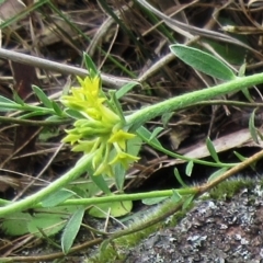 Pimelea curviflora var. sericea at Weetangera, ACT - 15 Nov 2022 10:16 AM