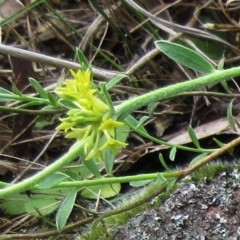 Pimelea curviflora var. sericea at Weetangera, ACT - 15 Nov 2022