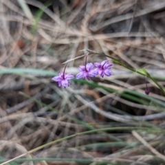 Arthropodium minus (Small Vanilla Lily) at Mount Majura - 8 Nov 2022 by sbittinger