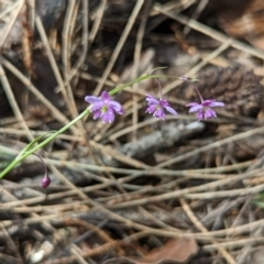 Arthropodium minus at Watson, ACT - 9 Nov 2022 10:29 AM