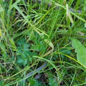 Acaena echinata at Bungendore, NSW - 15 Nov 2022