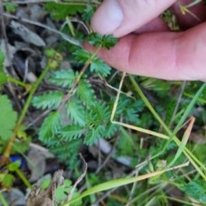 Acaena echinata at Bungendore, NSW - 15 Nov 2022