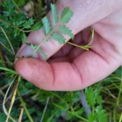 Acaena echinata at Bungendore, NSW - 15 Nov 2022