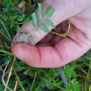 Acaena echinata at Bungendore, NSW - 15 Nov 2022