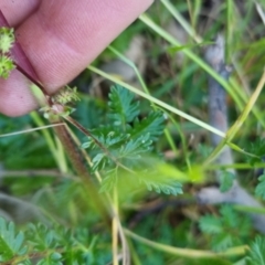 Acaena echinata at Bungendore, NSW - 15 Nov 2022 07:01 PM