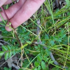 Acaena echinata at Bungendore, NSW - 15 Nov 2022 07:01 PM