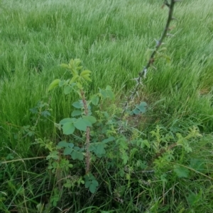 Rosa sp. at Bungendore, NSW - 15 Nov 2022 07:23 PM