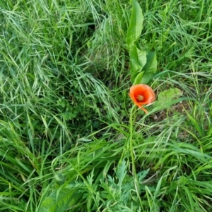 Papaver dubium at Bungendore, NSW - 15 Nov 2022