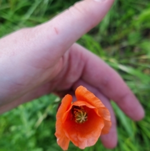 Papaver dubium at Bungendore, NSW - 15 Nov 2022