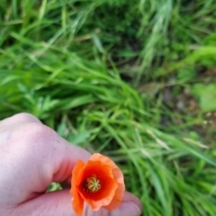 Papaver dubium at Bungendore, NSW - 15 Nov 2022