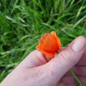 Papaver dubium at Bungendore, NSW - 15 Nov 2022