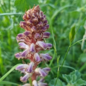 Orobanche minor at Bungendore, NSW - 15 Nov 2022 07:14 PM